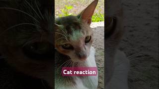 Cat reaction🤓🤡shorts cat [upl. by Kappel]