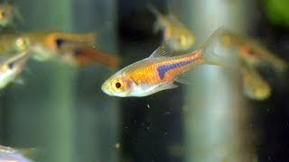 Lamb Chop Rasbora Trigonostigma espeiSpecies Spotlight [upl. by Haldas830]