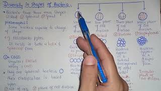 Diversity In Shapes Of Bacteria  Cocci Bacilli And Spiral Shapes  Class 11 [upl. by Perron]