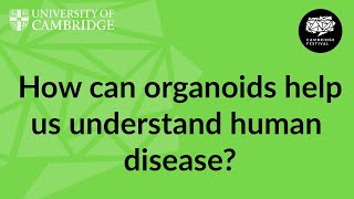 How organoids help us understand ourselves and treat diseases [upl. by Eilac]