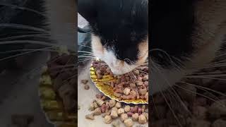 Feeding abandoned stray cats living on the street cat [upl. by Hsilgne]