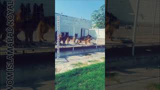 Tery agay peechay kahin dil who gya gsd germanshepperd shepherddog pets shepherd [upl. by Yelrebmyk]