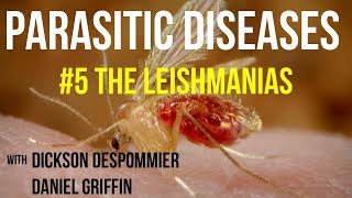 Parasitic Diseases Lectures 5 The Leishmanias [upl. by Jorie]