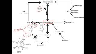 biochemistry vitamins folic acid part 2 فيتامين بايوكيميستري [upl. by Demaggio858]