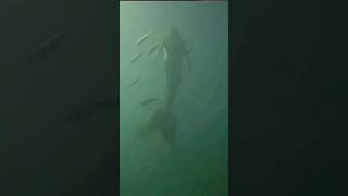 Mermaid caught on camera 2024 watch now before they delete it mermaid mermaids shorts trending [upl. by Enymsaj]