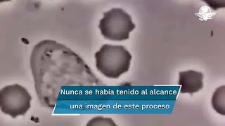 Así se ve un glóbulo blanco humano persiguiendo a una bacteria [upl. by Nahem]