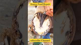 Horse 🐎 Foot Repair cuteanimal animals horse shorts shortsfeed shortvideo [upl. by Jedlicka213]