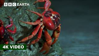 50 Million Red Crabs Take An Epic Trek to the Coast  Perfect Planet  4K UHD  BBC Earth [upl. by Pauiie]