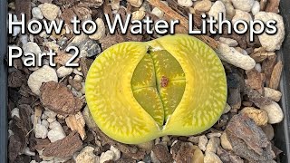 When and How to Water Lithops  Part 2  Lithops Growth Cycle [upl. by Tager]