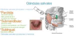 Glándulas salivales  Parótida submandibular sublingual y accesorias [upl. by Theodosia805]