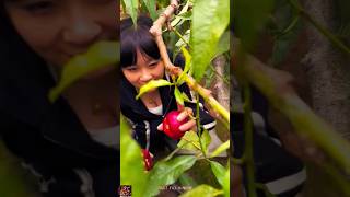 🍑 Appetizing Nectarine  Peach  Eating ASMR  Harvesting Peaches For Making Jelly enjoy short [upl. by Alleunam858]