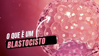 O que é um blastocisto Diário da Fertilidade [upl. by Nyladam226]