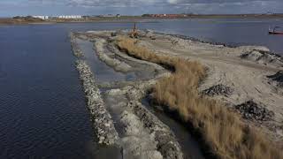 Riettransplantatie naar Vismigratierivier bij de Afsluitdijk [upl. by Nawud]