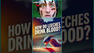 The Secret Behind How Leeches Drink Blood 🤷🏻 facts leeches science [upl. by Aihsemak]