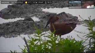 Sept 18 2022 Hamerkop stirs up the water with its feet gets nothing at Madikwe [upl. by Goran303]