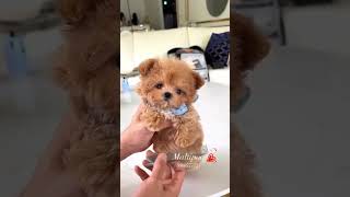 Maltipoo maltipoo maltese poodle toy breed puppy puppies [upl. by Harlene]