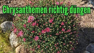 Chrysanthemen richtig düngen  Wie oft und womit Düngen [upl. by Suiratnod]