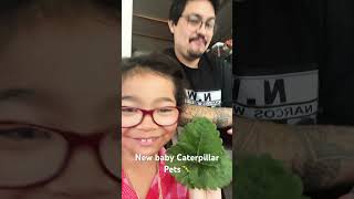 Killer Caterpillar pets caterpillar funny viral cute love family trending strawberry ￼￼ [upl. by Asilehc433]