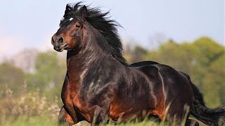 10 Most Powerful Horses in the World [upl. by Maurise]