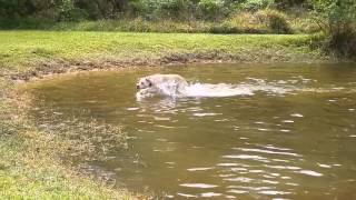 Water Recall Barney Dogs Follow Path Of Least Resistance [upl. by Rekcut]