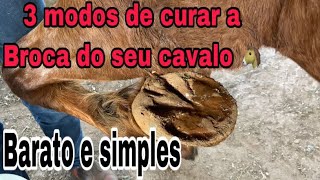 4 dicas para curar broca no cavalo [upl. by Nehr]