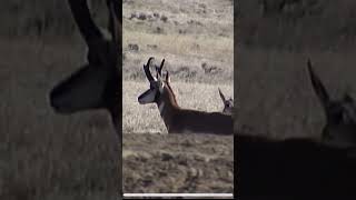 Pronghorn Antelope looking at does bowhunting antelopehunting antelope [upl. by Llehsar]