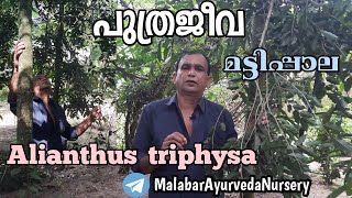 പുത്രജീവ  Ailanthus triphysa  Mattipala  മട്ടിപ്പാല  Perumaram  പെരുമരം  Pongallyam  പൊങ്ങലം [upl. by Merrile]