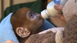 Cute ginger monkey born at ZSL London Zoo [upl. by Iaras672]