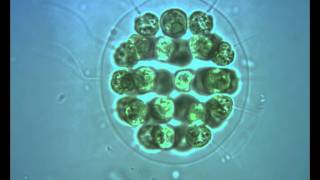 Green Algae Eudorina with flagella in motion [upl. by Armil]