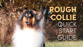 Rough Collie Grooming Supplies Quick Start Guide [upl. by Mani]