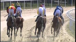 COURSE ÉCOLE Prix de lEcole des Courses Hippiques  Pau  6 Février 2016 [upl. by Aneerol]