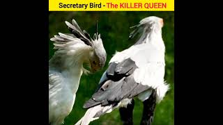 Secretary Bird  The KILLER QUEEN  thefactant shortsfeed [upl. by Dean]