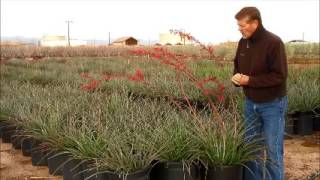 Hesperaloe parviflora Red Yucca in 15 GAL [upl. by Galatia]