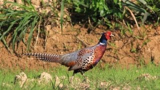 Common Pheasant call，環頸雉叫聲 [upl. by Longan]