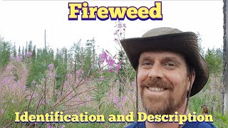 Fireweed  Identification and Description Edible and Medicinal [upl. by Yldarb]