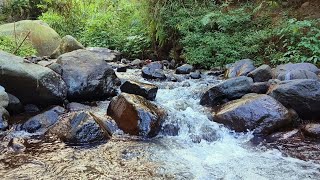 Water Sound Flowing Through Large RocksBirds Chirping on Green Tree Branches Magical Natural Sound [upl. by Marmawke561]