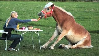 Funny Horse Videos  Try Not To Laugh BEST OF [upl. by Marla]