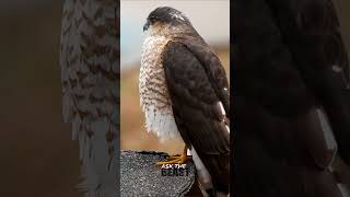 Sharp Shinned Hawk [upl. by Nachison]