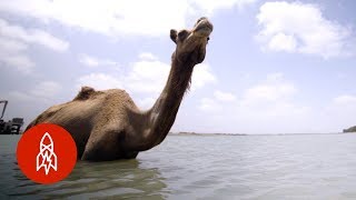 India’s Swimming Camels [upl. by Halpern]