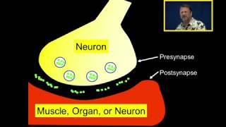 Neurotransmission Introduction [upl. by Artur]