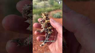 Thorny Devil 🦎 SPIKY Lizard with 2 HEADS [upl. by Surovy]