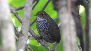 Scaly breasted wren babbler [upl. by Rosy]