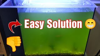 An Easy Solution for BacterialAlgae Blooms in your Aquarium [upl. by Iohk]