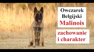 Owczarek Belgijski MALINOIS  zachowanie i charakter [upl. by Immat627]