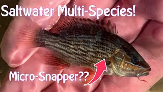 September MultiSpecies Saltwater Fishing Micro Snapper Jacks amp More [upl. by Atinas]