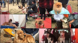 Patiala Dog Show 17th February 2019  KCI Dog Show [upl. by Llebanna]