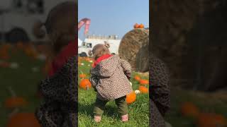 PumpkinFest Toronto With My Toddler thingstodotoronto PumpkinFestTO fallactivities [upl. by Nanreit]