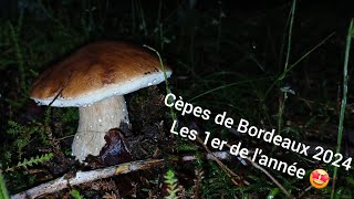 Cèpes de Bordeaux 2024  une première petite pousse qui annonce le début de saison 🍄😄 [upl. by Aynod]