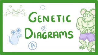 GCSE Biology  Genetic Diagrams 73 [upl. by Garland]