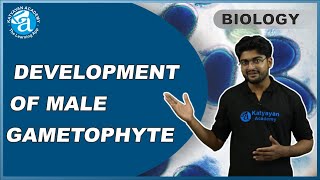 DEVELOPMENT OF MALE GAMETOPHYTE HINDI  Male gametophyte  Microsporogenesis  KATYAYAN ACADEMY [upl. by Fania]